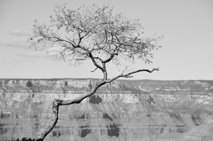 Photo bare tree against clear sky