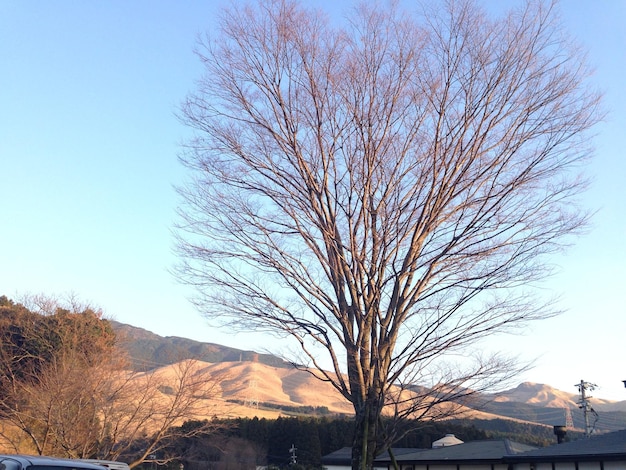 Bare tree against clear sky