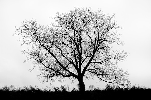 Photo bare tree against clear sky