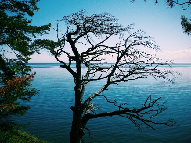 Foto albero nudo contro il mare e il cielo blu