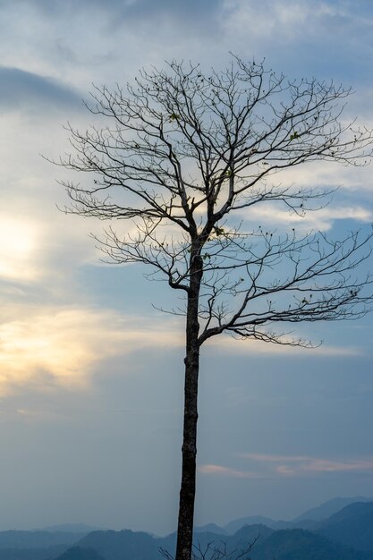 Bare tree against sky during sunset