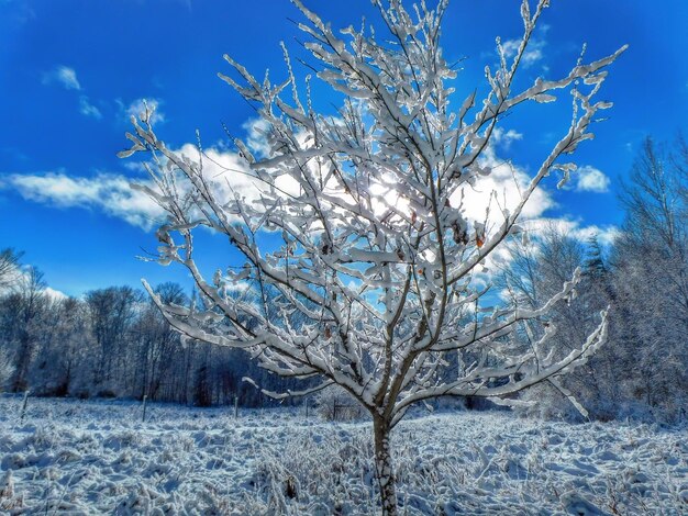 Bare tree against sky during winter