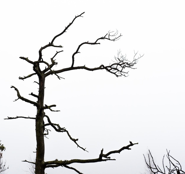 Foto albero nudo contro il cielo nel parco nazionale di kemeri