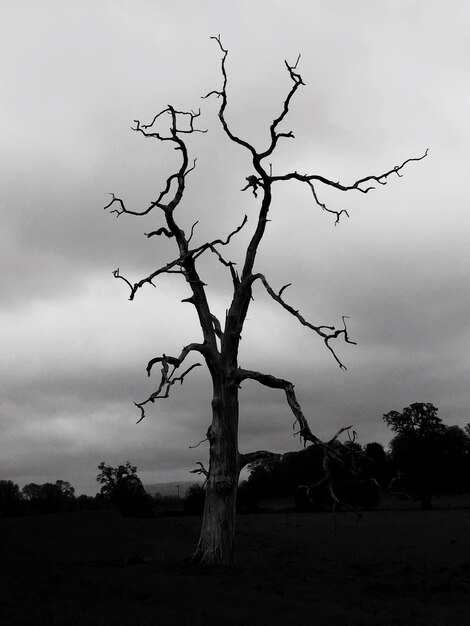 Photo bare tree against the sky