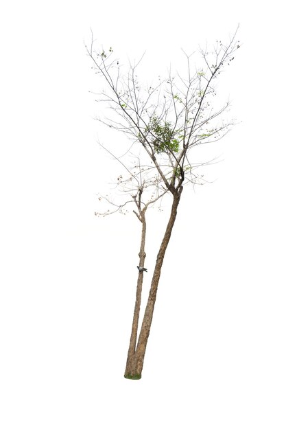 Photo bare tree against white background