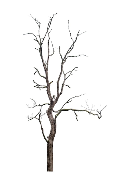 Bare tree against white background