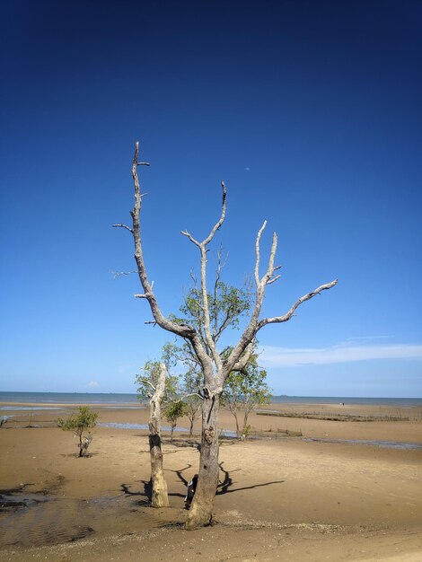 写真 裸の木と砂