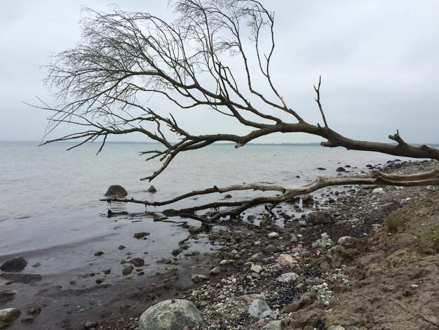 Голое дерево на пляже на фоне неба