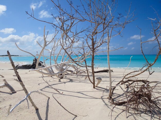 Bare tree on beach against sky