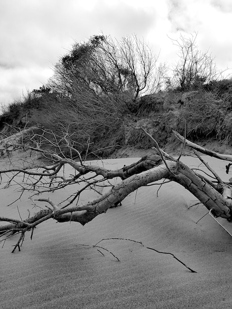 Bare tree on beach