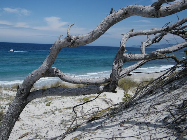 Foto albero nudo sulla spiaggia