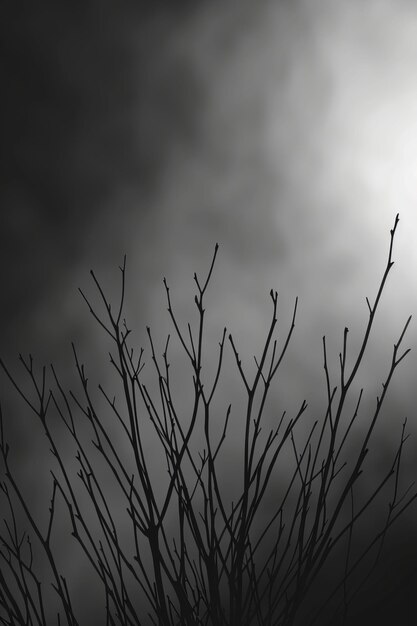 Bare Tree Branches Against a Dark Sky