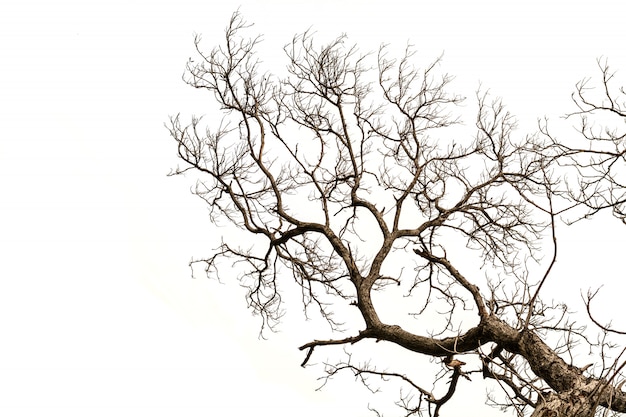 Bare tree branches isolated