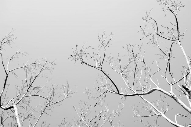 Bare tree branches, monochrome