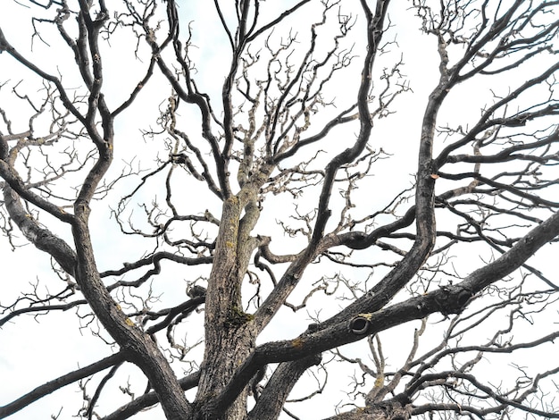 Bare tree branches similar in shape to a thunderstorm branches against the sky sadness and
