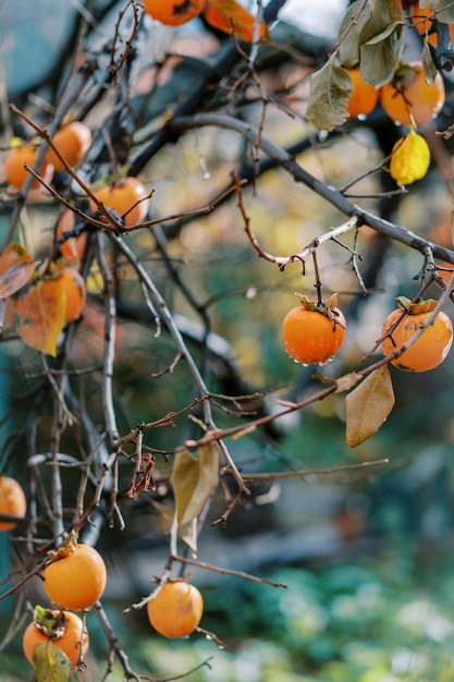 Photo bare tree branches with ripe persimmons in raindrops