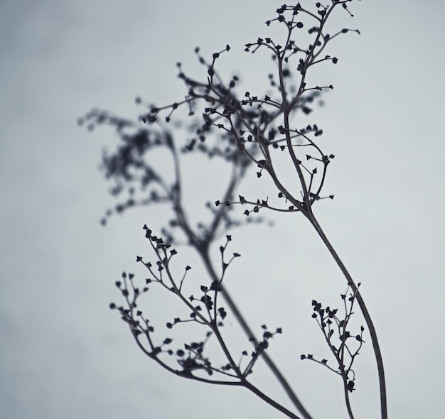 Bare tree branches