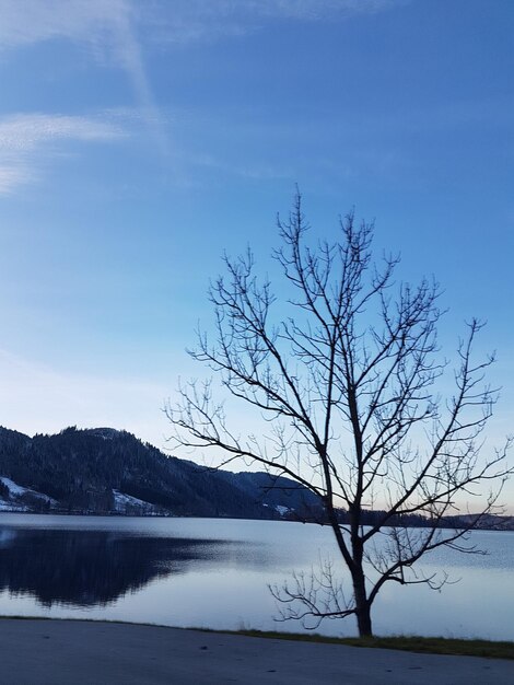 Bare tree by lake against blue sky during winter