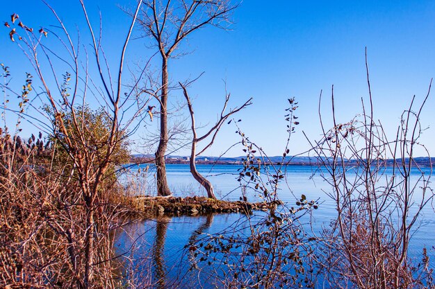 Bare tree by lake against blue sky