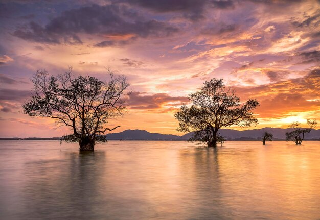 Photo bare tree by lake against sky during sunset