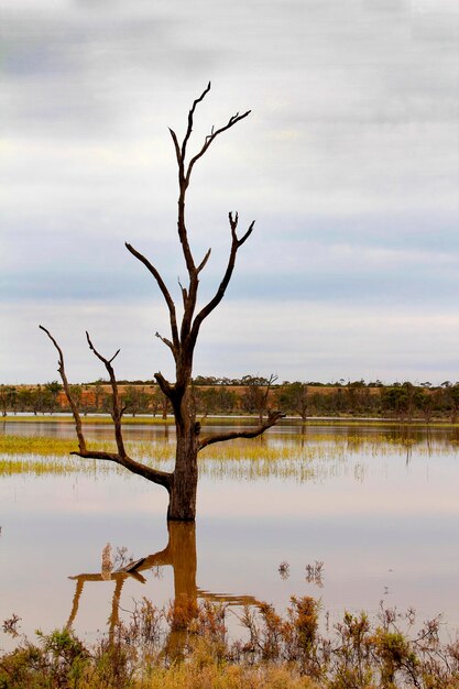 Bare tree by lake against sky