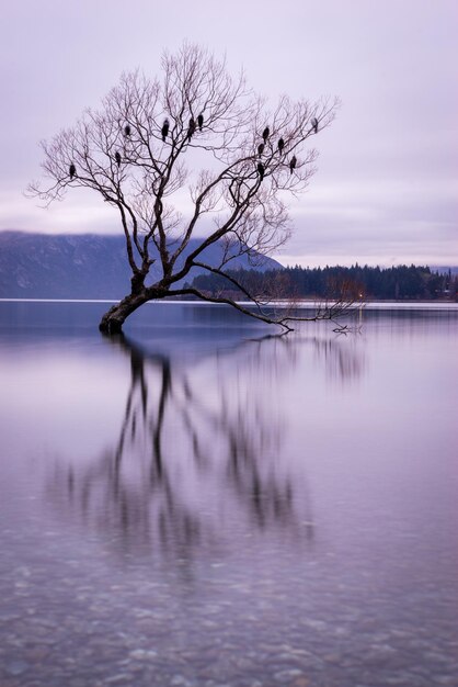 Bare tree by lake against sky