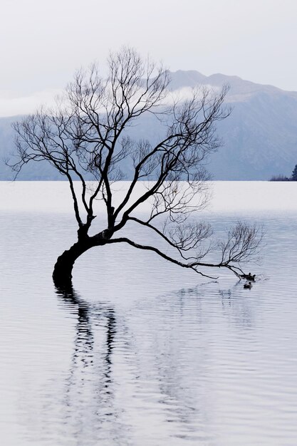 Bare tree by lake against sky