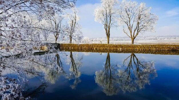 Foto albero nudo accanto al lago contro il cielo