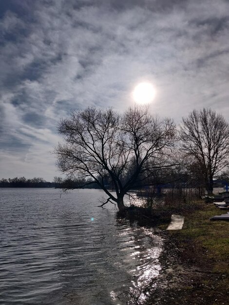 Bare tree by lake against sky