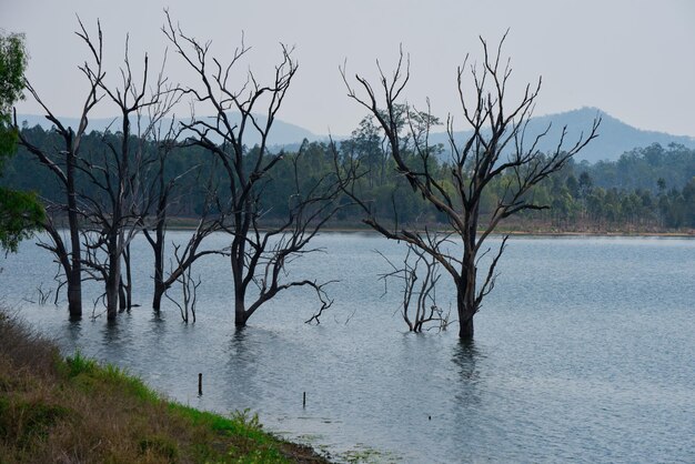 Foto albero nudo accanto al lago contro il cielo