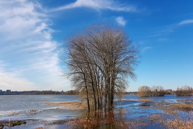 Bare tree by lake against sky