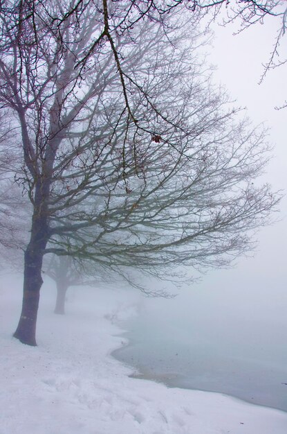 Bare tree by lake on snow covered field