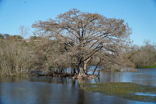 Foto albero nudo vicino al fiume contro un cielo limpido