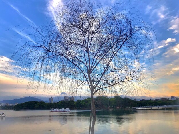 Bare tree by river against sky