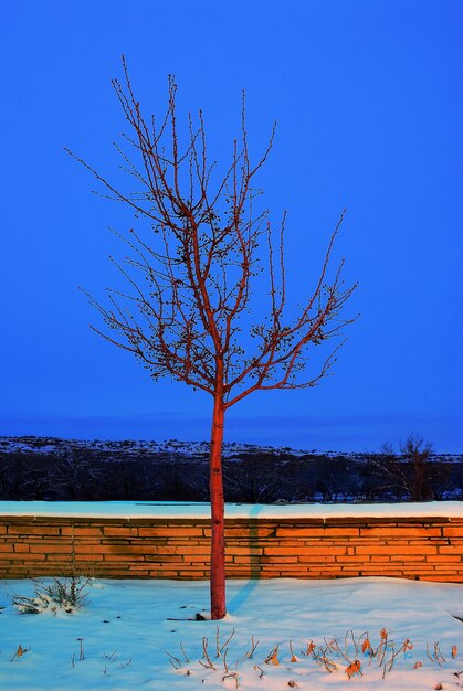 Bare tree by sea against clear blue sky