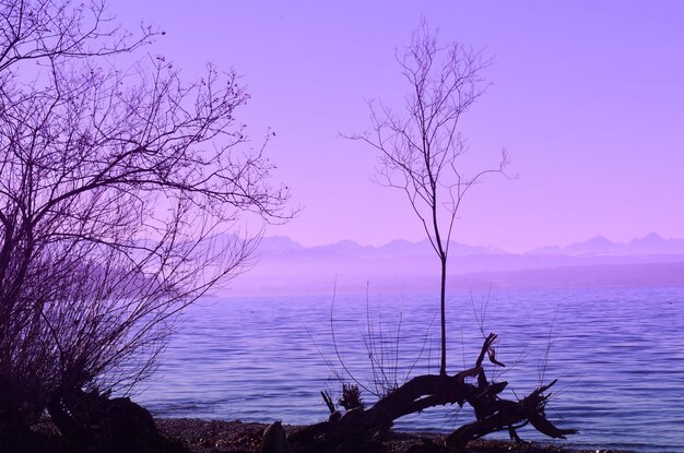 Bare tree by sea against clear sky