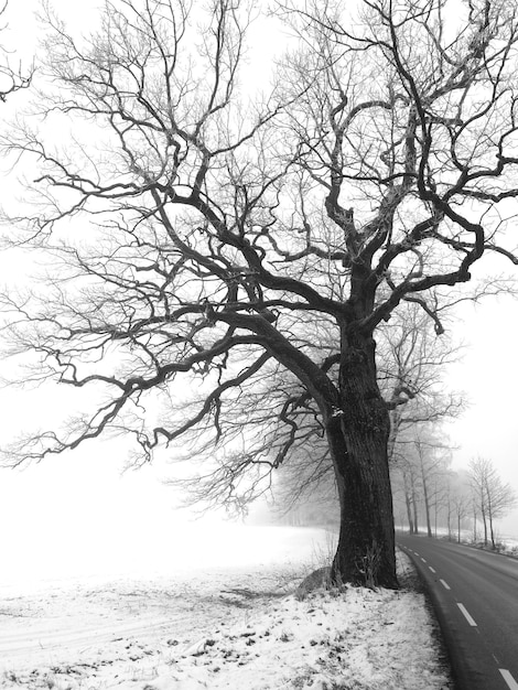 Foto albero nudo sul mare contro il cielo