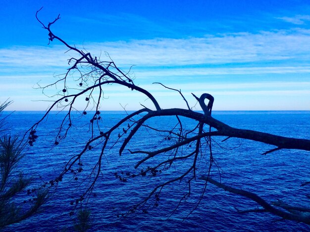 Foto albero nudo sul mare contro il cielo