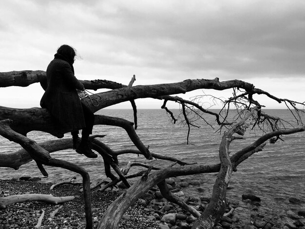 Foto albero nudo sul mare contro il cielo