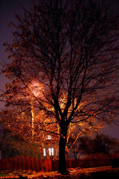 Bare tree in city at night