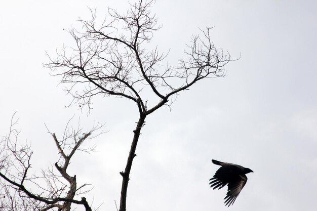 bare tree and crow