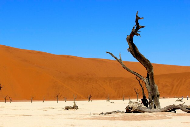 Bare tree on desert against clear blue sky