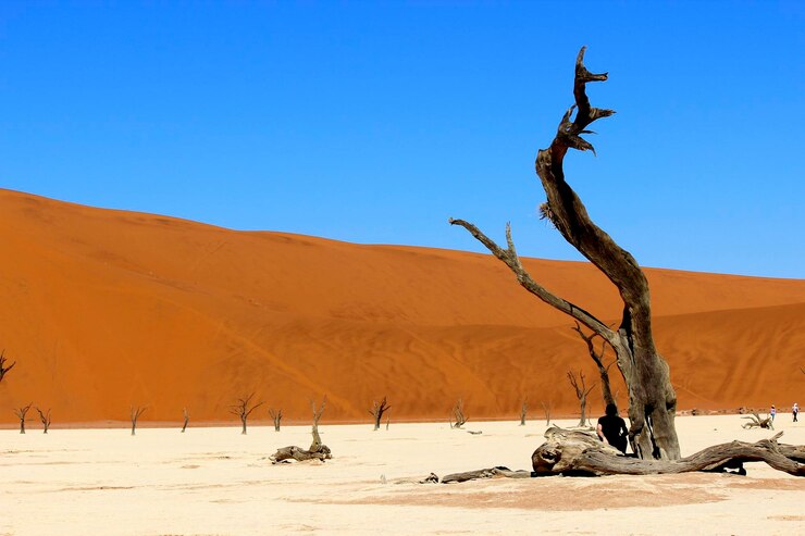 Photo bare tree on desert against clear blue sky