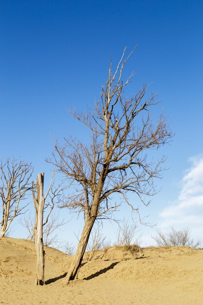 Foto albero nudo nel deserto contro un cielo blu limpido