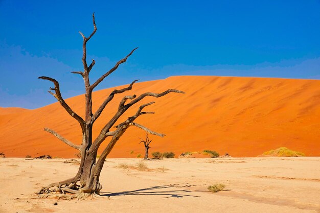 Bare tree on desert against sky