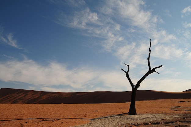 Foto albero nudo nel deserto contro il cielo