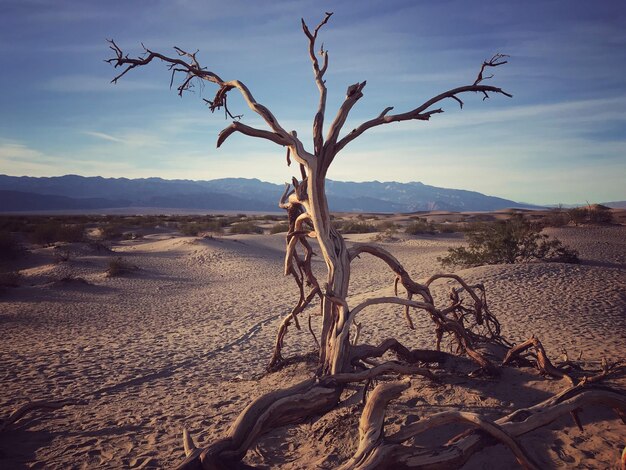 Photo bare tree on desert against sky