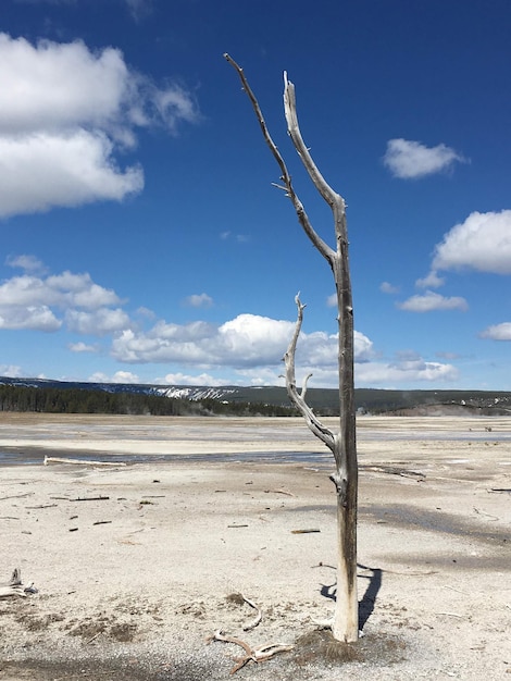 Bare tree on desert against sky