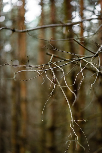 Bare tree in early spring.