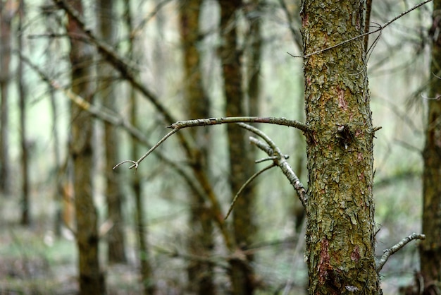 Bare tree in early spring.